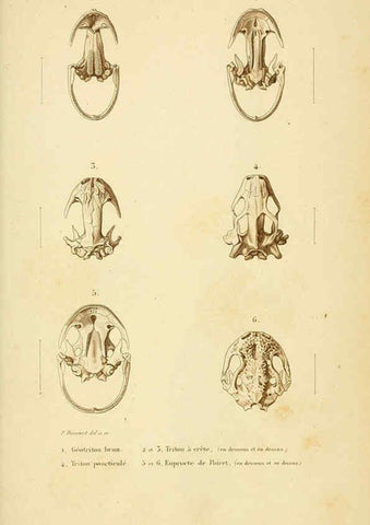 Reproducción/Reproduction 5982439950: Erpétologie générale, ou, Histoire naturelle complète des reptiles Paris :Roret,1834-1854