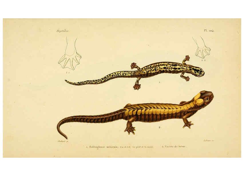 Reproducción/Reproduction 5982440512: Erpétologie générale, ou, Histoire naturelle complète des reptiles Paris :Roret,1834-1854