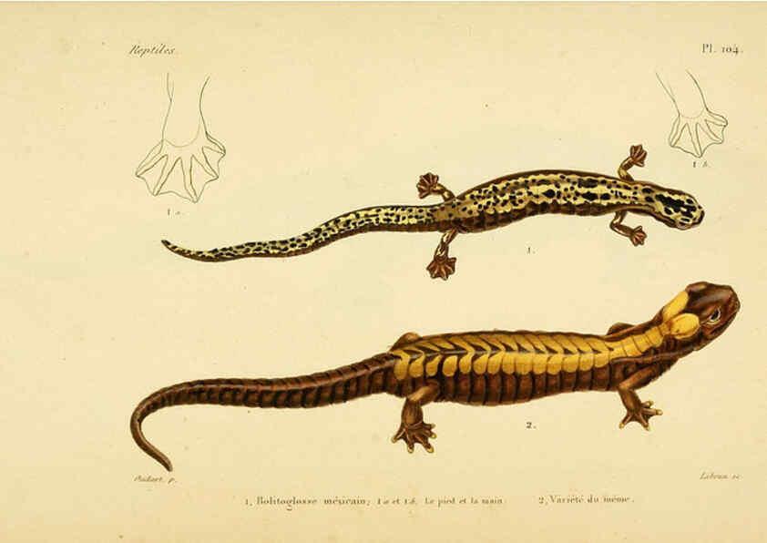 Reproducción/Reproduction 5982440512: Erpétologie générale, ou, Histoire naturelle complète des reptiles Paris :Roret,1834-1854