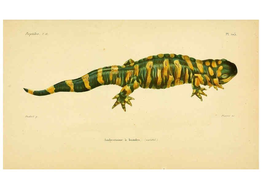 Reproducción/Reproduction 5981880311: Erpétologie générale, ou, Histoire naturelle complète des reptiles Paris :Roret,1834-1854