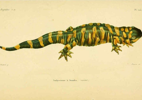 Reproducción/Reproduction 5981880311: Erpétologie générale, ou, Histoire naturelle complète des reptiles Paris :Roret,1834-1854