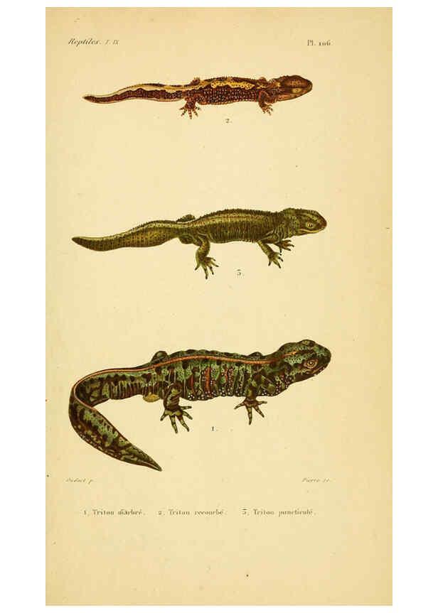 Reproducción/Reproduction 5981880573: Erpétologie générale, ou, Histoire naturelle complète des reptiles Paris :Roret,1834-1854