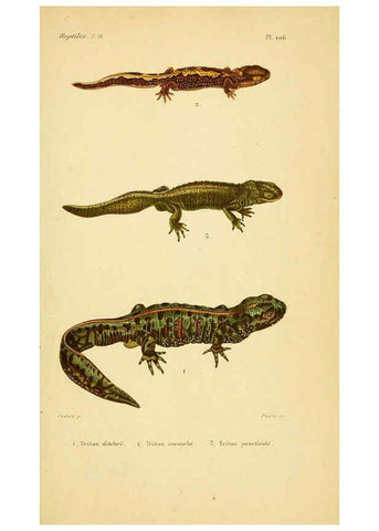 Reproducción/Reproduction 5981880573: Erpétologie générale, ou, Histoire naturelle complète des reptiles Paris :Roret,1834-1854
