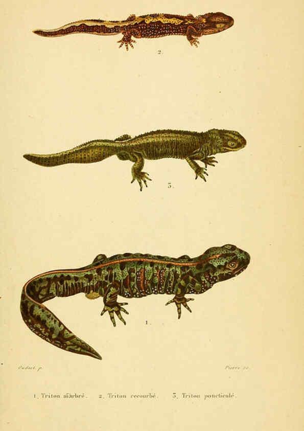 Reproducción/Reproduction 5981880573: Erpétologie générale, ou, Histoire naturelle complète des reptiles Paris :Roret,1834-1854