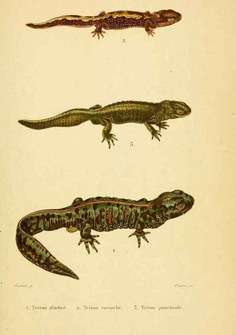 Reproducción/Reproduction 5981880573: Erpétologie générale, ou, Histoire naturelle complète des reptiles Paris :Roret,1834-1854