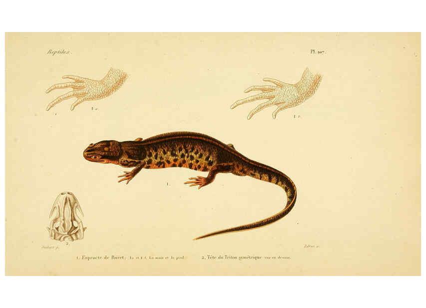 Reproducción/Reproduction 5982441338: Erpétologie générale, ou, Histoire naturelle complète des reptiles Paris :Roret,1834-1854