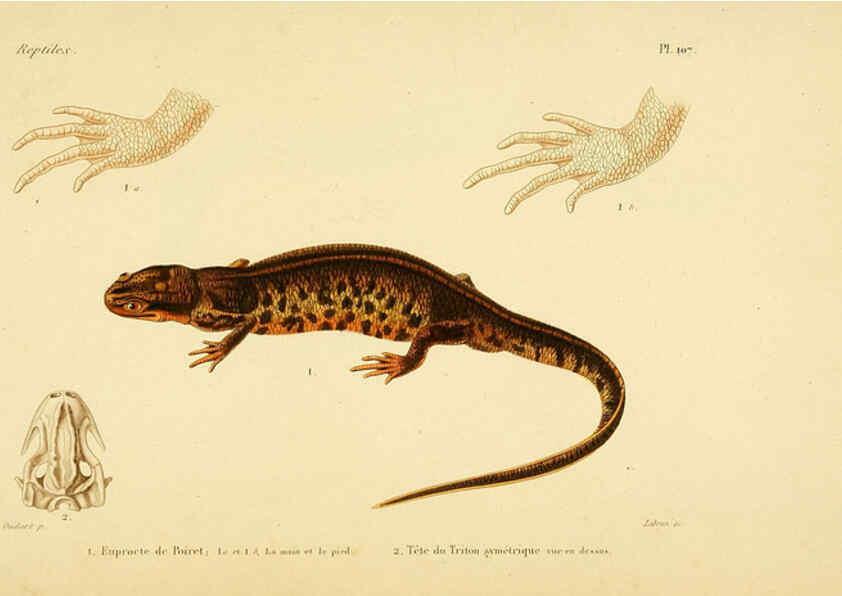 Reproducción/Reproduction 5982441338: Erpétologie générale, ou, Histoire naturelle complète des reptiles Paris :Roret,1834-1854