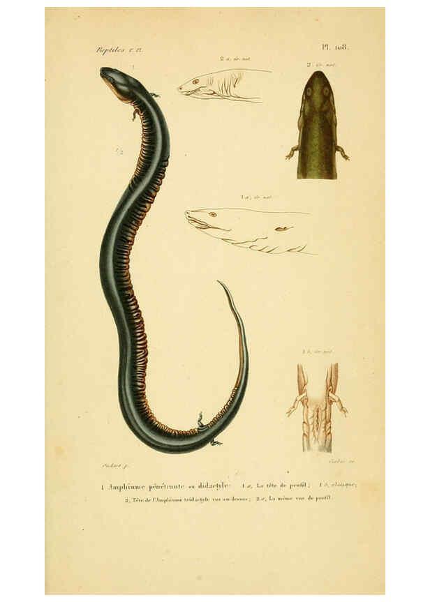 Reproducción/Reproduction 5982441750: Erpétologie générale, ou, Histoire naturelle complète des reptiles Paris :Roret,1834-1854