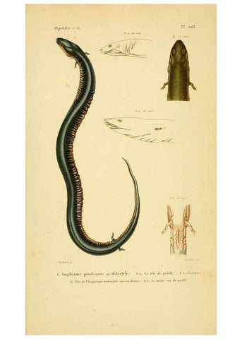 Reproducción/Reproduction 5982441750: Erpétologie générale, ou, Histoire naturelle complète des reptiles Paris :Roret,1834-1854
