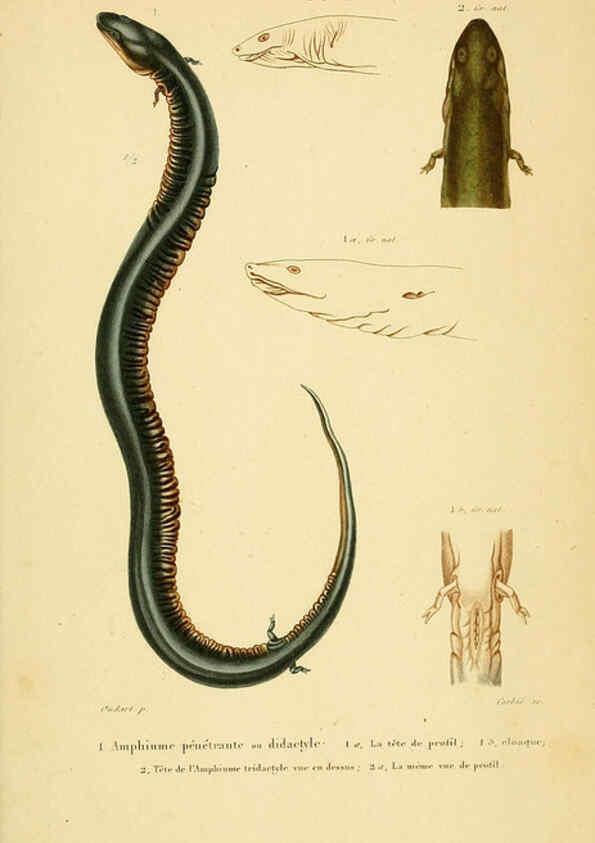 Reproducción/Reproduction 5982441750: Erpétologie générale, ou, Histoire naturelle complète des reptiles Paris :Roret,1834-1854