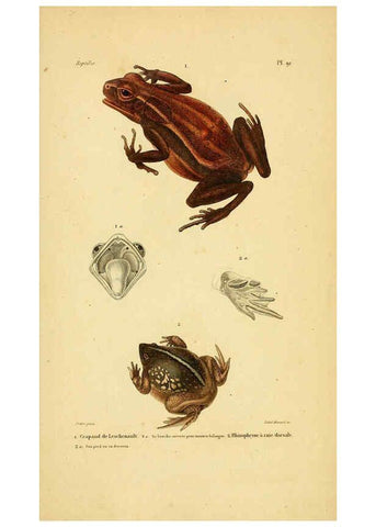 Reproducción/Reproduction 5982435658: Erpétologie générale, ou, Histoire naturelle complète des reptiles Paris :Roret,1834-1854
