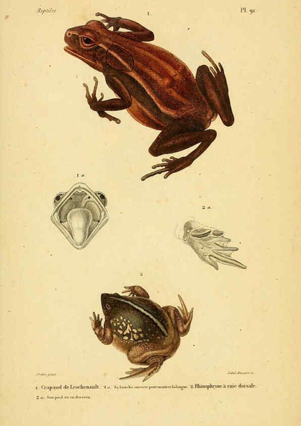 Reproducción/Reproduction 5982435658: Erpétologie générale, ou, Histoire naturelle complète des reptiles Paris :Roret,1834-1854