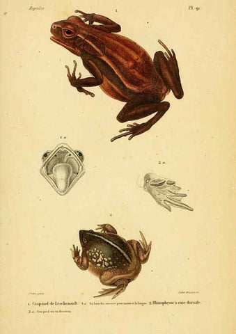 Reproducción/Reproduction 5982435658: Erpétologie générale, ou, Histoire naturelle complète des reptiles Paris :Roret,1834-1854
