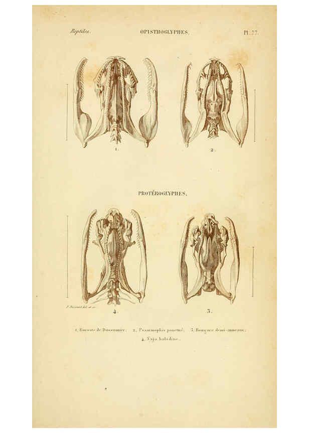 Reproducción/Reproduction 5982421278: Erpétologie générale, ou, Histoire naturelle complète des reptiles Paris :Roret,1834-1854