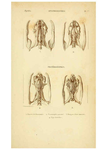 Reproducción/Reproduction 5982421278: Erpétologie générale, ou, Histoire naturelle complète des reptiles Paris :Roret,1834-1854