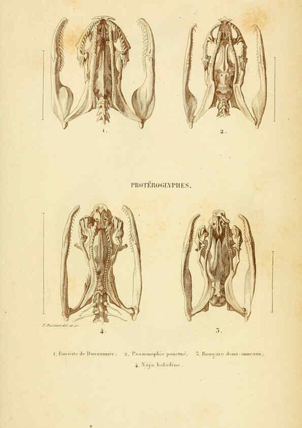 Reproducción/Reproduction 5982421278: Erpétologie générale, ou, Histoire naturelle complète des reptiles Paris :Roret,1834-1854