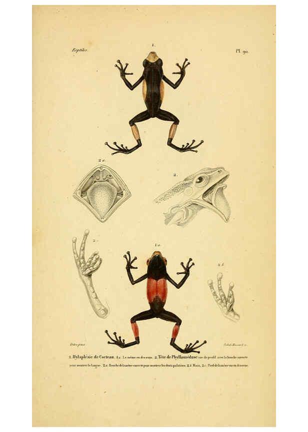 Reproducción/Reproduction 5982435362: Erpétologie générale, ou, Histoire naturelle complète des reptiles Paris :Roret,1834-1854