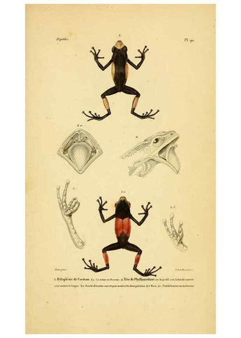 Reproducción/Reproduction 5982435362: Erpétologie générale, ou, Histoire naturelle complète des reptiles Paris :Roret,1834-1854