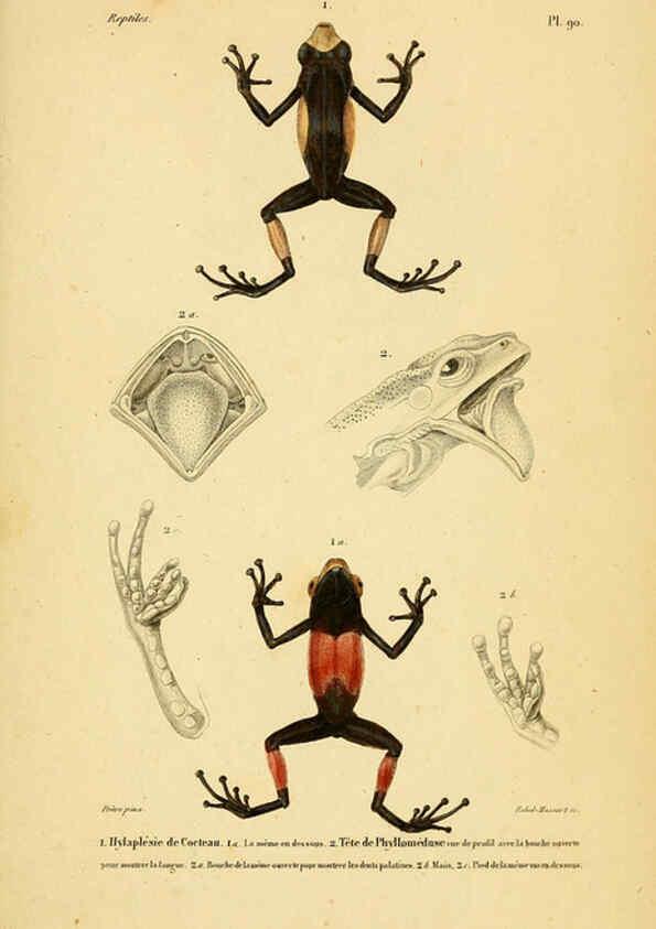 Reproducción/Reproduction 5982435362: Erpétologie générale, ou, Histoire naturelle complète des reptiles Paris :Roret,1834-1854