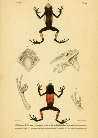 Reproducción/Reproduction 5982435362: Erpétologie générale, ou, Histoire naturelle complète des reptiles Paris :Roret,1834-1854