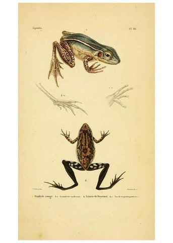Reproducción/Reproduction 5982434794: Erpétologie générale, ou, Histoire naturelle complète des reptiles Paris :Roret,1834-1854