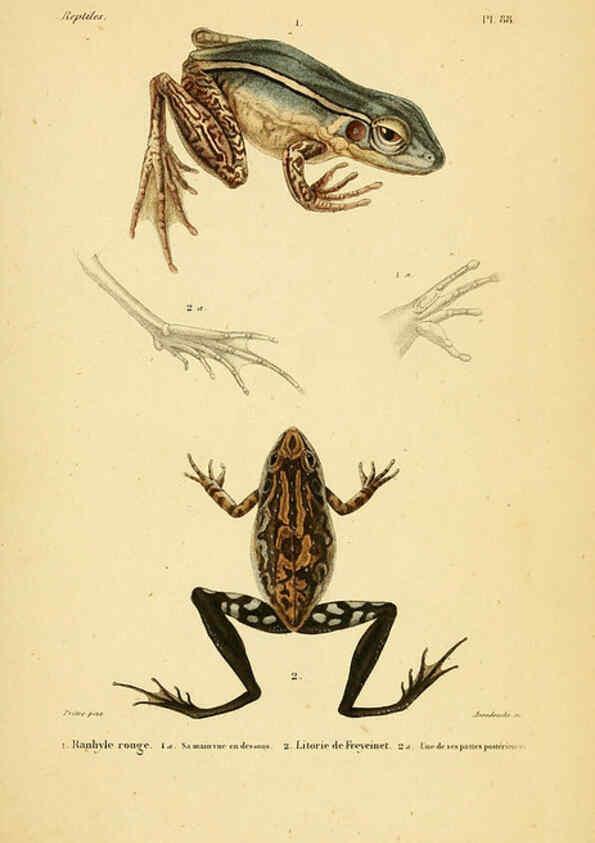 Reproducción/Reproduction 5982434794: Erpétologie générale, ou, Histoire naturelle complète des reptiles Paris :Roret,1834-1854