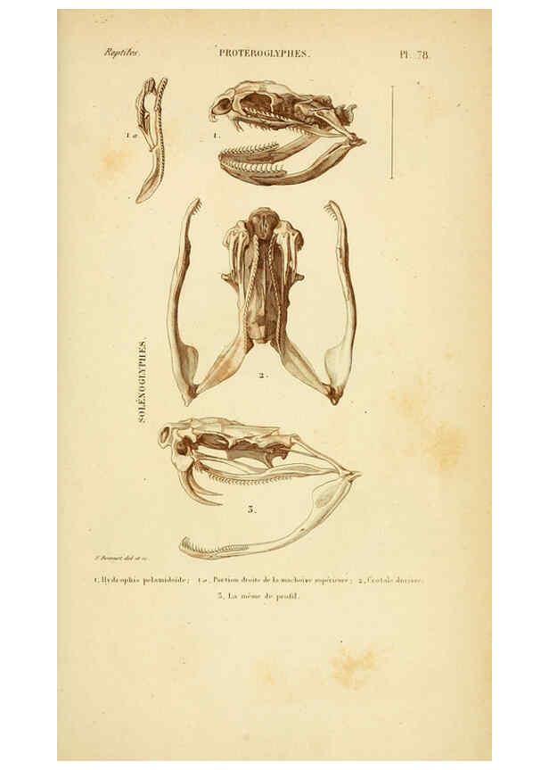 Reproducción/Reproduction 5982421878: Erpétologie générale, ou, Histoire naturelle complète des reptiles Paris :Roret,1834-1854