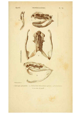 Reproducción/Reproduction 5982421878: Erpétologie générale, ou, Histoire naturelle complète des reptiles Paris :Roret,1834-1854