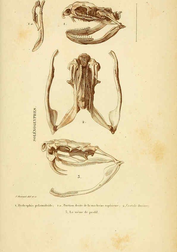 Reproducción/Reproduction 5982421878: Erpétologie générale, ou, Histoire naturelle complète des reptiles Paris :Roret,1834-1854