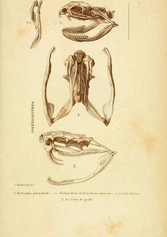 Reproducción/Reproduction 5982421878: Erpétologie générale, ou, Histoire naturelle complète des reptiles Paris :Roret,1834-1854