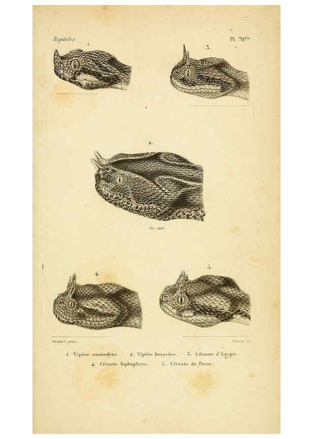 Reproducción/Reproduction 5982422210: Erpétologie générale, ou, Histoire naturelle complète des reptiles Paris :Roret,1834-1854