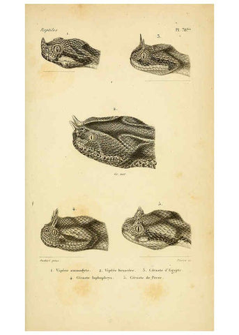 Reproducción/Reproduction 5982422210: Erpétologie générale, ou, Histoire naturelle complète des reptiles Paris :Roret,1834-1854