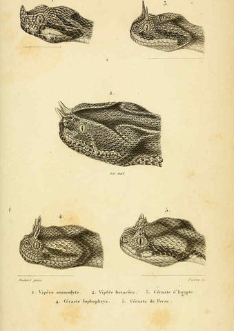 Reproducción/Reproduction 5982422210: Erpétologie générale, ou, Histoire naturelle complète des reptiles Paris :Roret,1834-1854