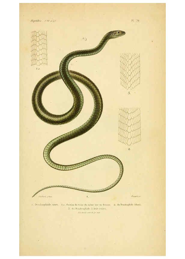 Reproducción/Reproduction 5982422668: Erpétologie générale, ou, Histoire naturelle complète des reptiles Paris :Roret,1834-1854