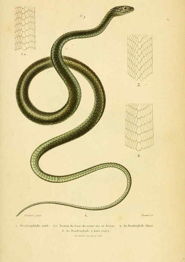 Reproducción/Reproduction 5982422668: Erpétologie générale, ou, Histoire naturelle complète des reptiles Paris :Roret,1834-1854