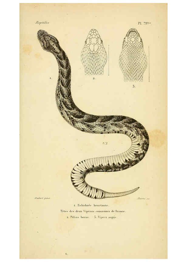 Reproducción/Reproduction 5981861979: Erpétologie générale, ou, Histoire naturelle complète des reptiles Paris :Roret,1834-1854