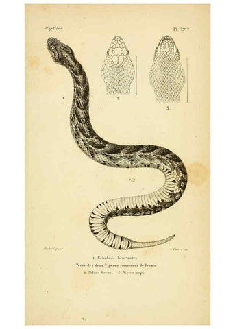 Reproducción/Reproduction 5981861979: Erpétologie générale, ou, Histoire naturelle complète des reptiles Paris :Roret,1834-1854