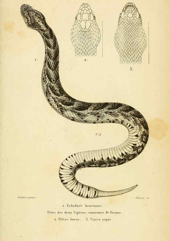 Reproducción/Reproduction 5981861979: Erpétologie générale, ou, Histoire naturelle complète des reptiles Paris :Roret,1834-1854