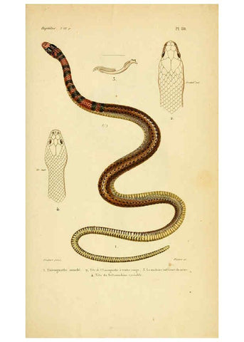 Reproducción/Reproduction 5981862253: Erpétologie générale, ou, Histoire naturelle complète des reptiles Paris :Roret,1834-1854