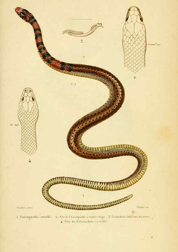 Reproducción/Reproduction 5981862253: Erpétologie générale, ou, Histoire naturelle complète des reptiles Paris :Roret,1834-1854