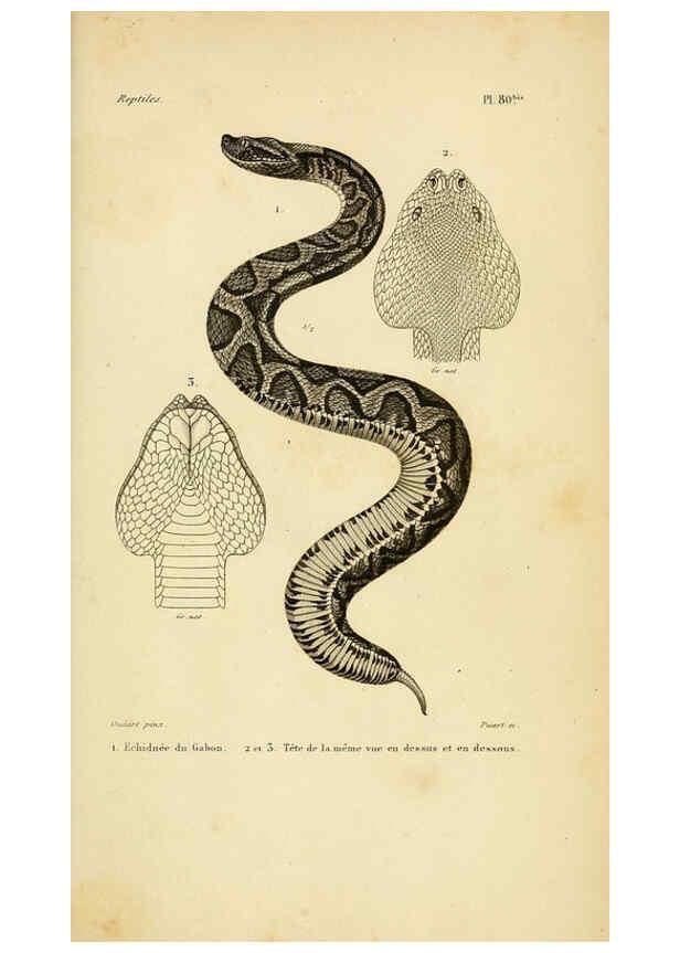 Reproducción/Reproduction 5982423848: Erpétologie générale, ou, Histoire naturelle complète des reptiles Paris :Roret,1834-1854