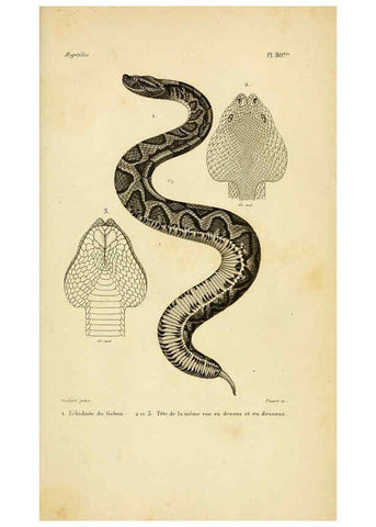 Reproducción/Reproduction 5982423848: Erpétologie générale, ou, Histoire naturelle complète des reptiles Paris :Roret,1834-1854