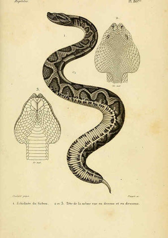 Reproducción/Reproduction 5982423848: Erpétologie générale, ou, Histoire naturelle complète des reptiles Paris :Roret,1834-1854