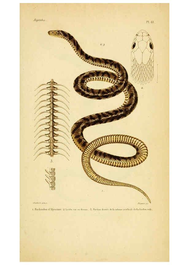 Reproducción/Reproduction 5981863377: Erpétologie générale, ou, Histoire naturelle complète des reptiles Paris :Roret,1834-1854