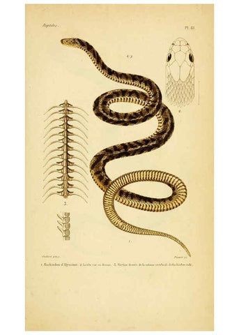 Reproducción/Reproduction 5981863377: Erpétologie générale, ou, Histoire naturelle complète des reptiles Paris :Roret,1834-1854
