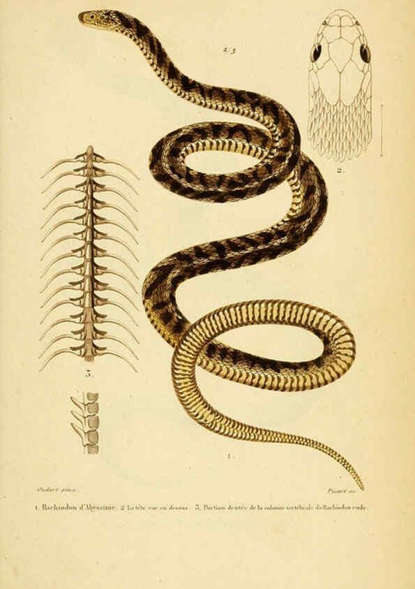 Reproducción/Reproduction 5981863377: Erpétologie générale, ou, Histoire naturelle complète des reptiles Paris :Roret,1834-1854