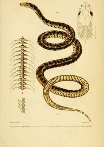 Reproducción/Reproduction 5981863377: Erpétologie générale, ou, Histoire naturelle complète des reptiles Paris :Roret,1834-1854