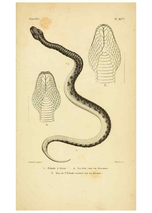 Reproducción/Reproduction 5981863805: Erpétologie générale, ou, Histoire naturelle complète des reptiles Paris :Roret,1834-1854