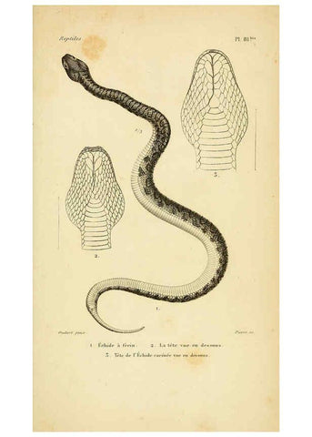 Reproducción/Reproduction 5981863805: Erpétologie générale, ou, Histoire naturelle complète des reptiles Paris :Roret,1834-1854