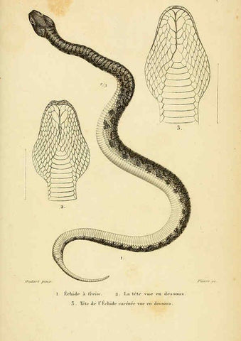 Reproducción/Reproduction 5981863805: Erpétologie générale, ou, Histoire naturelle complète des reptiles Paris :Roret,1834-1854
